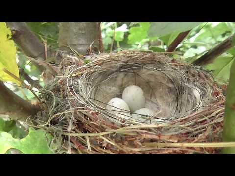 goldfinch bird nest eggs