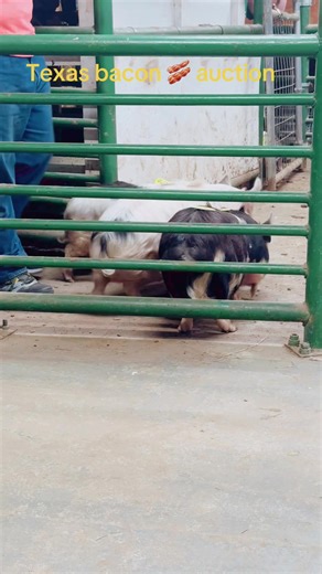 Texas Livestock Auctions: Understanding the Bidding Process