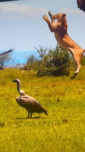Lions Feasting on Swan Meat