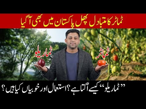 New Tomato Alternative in Pakistan | How to Grow & Benefits of Tamarillo