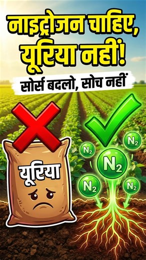 Nitrogen is important, not urea! 🌱 #ureafertilizer #agrostar #farming #shorts