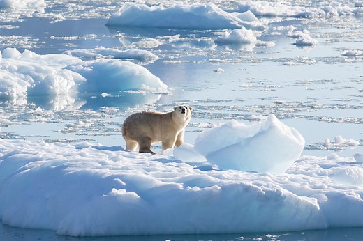 New subpopulation of polar bears discovered in remote part of Greenland - The Weather Network