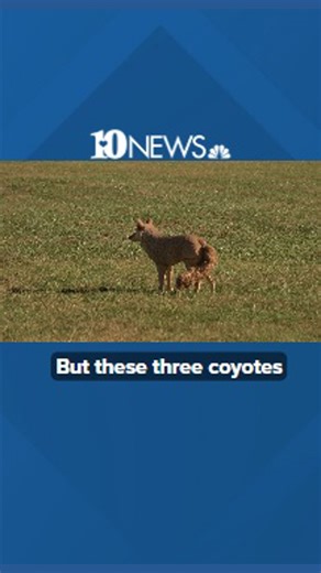 Coyote decoys at Lakeshore Park in Knoxville keep geese away
