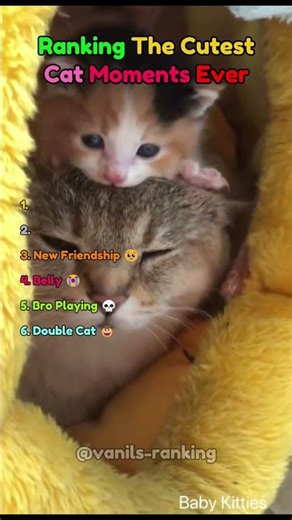 Ranking The Cutest Cat Moments Ever 😭
