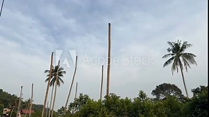 Coconut trees decapitated by pests, likely the red palm weevil (Rhynchophorus ferrugineus) or the coconut rhinoceros beetle (Oryctes rhinoceros). The damage highlights the threat to tropical ecosystem
