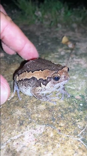 Catch the funny rain frog hehehe l Funny Frog video #shortsfeed #shorts #usa #funny