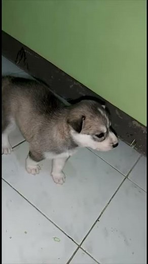 Siberian Husky Puppy Tries to Howl for The First Time!