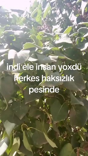 Exploring the Beauty of Green Tree Leaves in Sunlight