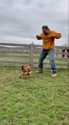 Angry Chicken attacks man dancing near chicken #chickencomedy #chicken #angrychicken #funnychickens