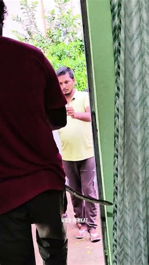 ratsnake #wildvenkat #snake #wildliferescue #dangeroussnake #viral #poisonoussnake