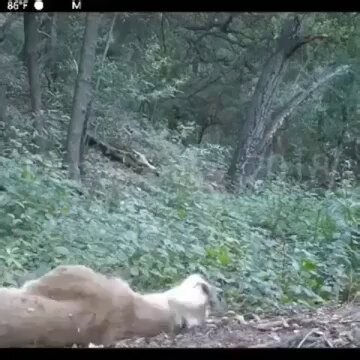 This is how a puma sounds