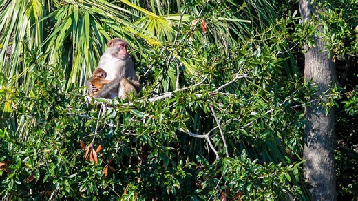 South Carolina lab facing backlash after monkey escape