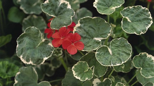 Effect of light on photosynthesis in pondweed. - Photosynthesis - OCR Gateway - GCSE Biology (Single Science) Revision - OCR Gateway - BBC Bitesize