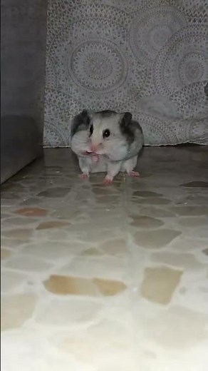 Hamster 🐹 Meets the Big Mouse 🐭 — The Cutest Duo Ever!