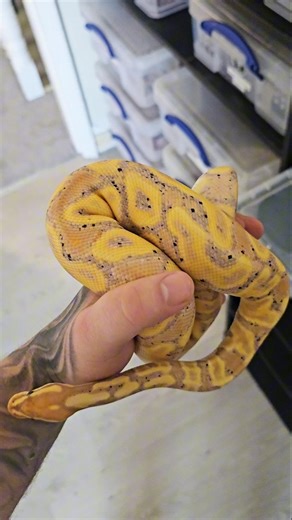 😍🔥 #ballpython #ballpythonbreeder #royalpython #snake #reptiles #breeding #pets #reptilebreeding