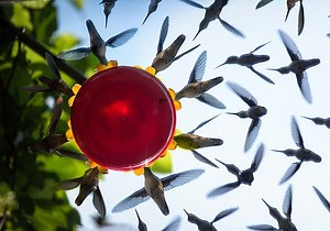 A Hummingbird Swarm Photo Shot with a Mirror and a Bird Feeder