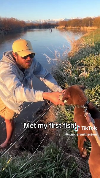 River dog!!! #flyfishing #chocolatelab #rainbowtrout