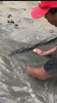 Great Fisherman Catching Crabs In The Water#kampoong #mudcrab #beach #crab #kingcrab