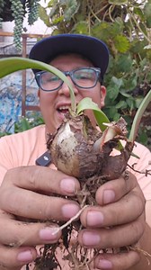 170K views · 3.4K reactions | Como Plantar y Reproducir Lirios Amarilis o Lilis en Casa Con Estos Consejos | Fandreaito Plantas | Facebook