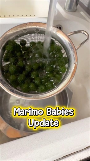 Breeding Marimos