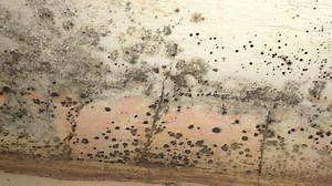 Preventing mold growth after a flood