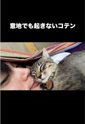 意地でも起きないコテンの魅力