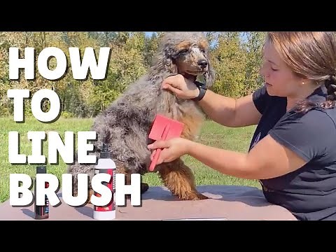Line brushing dogs is SUPER EASY