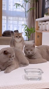 74K views · 2.1K reactions | Chaotic cats while you were sleeping? Not a problem with the Original Hybrid Mattress 2.0 from @ph.emmasleep ! Use our promo code IGTOKBOKI to get a 10% discount!#RiseandShine #emmasleep #emmamattress #bestmattressph #bestmattress | Tokboki N Friends | Facebook