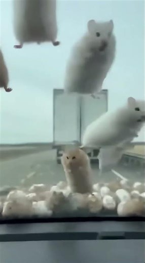 Hundreds of hamsters just exploded out of the trunk #hamsters #funnyshorts #animals #funnyvideo