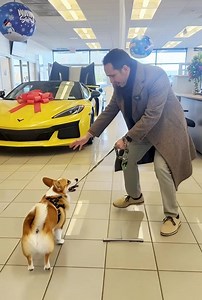 Our GM Rep accompanied his Corgi, Pan, on a visit here. Visits from our animal friends are always welcome. He was attracted to the Corvette! #RaymondChevroletKia #everyonelovesraymond #GM #petfriendly #Corvette | Raymond Chevrolet Kia