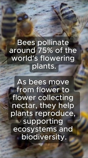 Amazing Facts About Bees