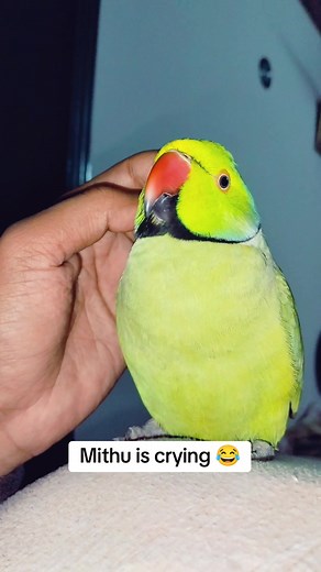 Mithu Talking Parrot Crying Funny Video