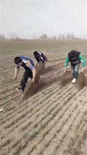 Farm Work : Recycling Old Drip Irrigation Pipes