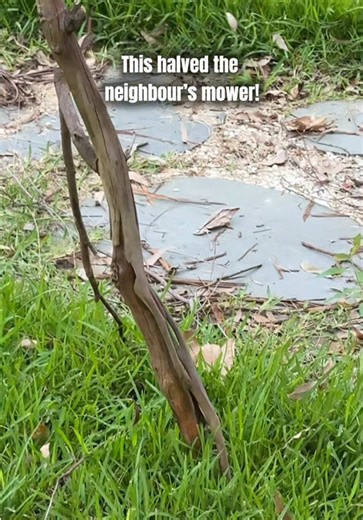 Even small dead branches can be dangerous. 🌳 This tree lost a branch last week and literally cut the neighbour’s mower in half. Imagine if it had landed on your pet or child. Stay safe and check your trees for dead branches! #deadbranch #deadtree #fyp