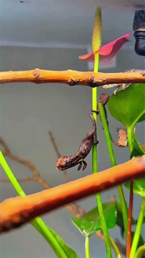 Alien Baby's Big Adventure: A Must-Watch Pet Climbing Extravaganza