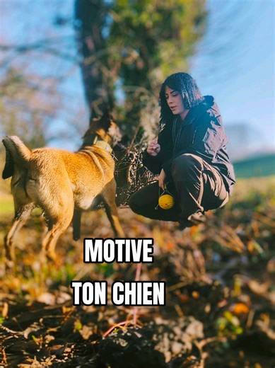 exos / conseils / humour #malinois #educationcanine #chien #pourtoi