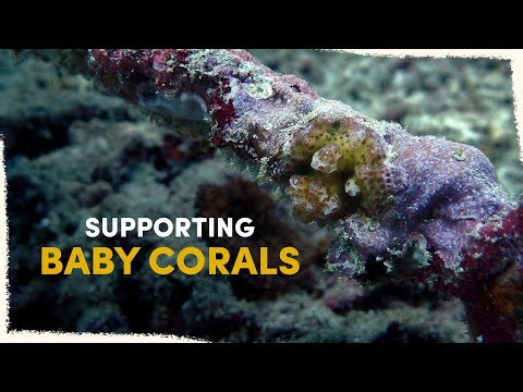 How we’re helping new Corals take hold on our Reef | VLOG