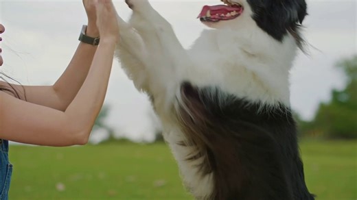 A cute dogs playing with her owner