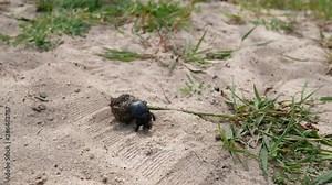 dung beetle rolling a dung ball into his den. A tireless insect works on a sandy dune. Desert des Agriates, Corsica, France