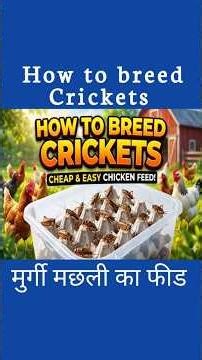 How to breed crickets | cricket farming | Chicken feed | Homesteading | Nature Care Farm #shorts