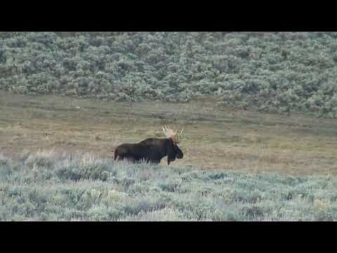Shiras Moose Hunts Colorado