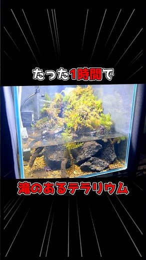 【滝のある渓谷レイアウト水槽】超簡単なアクアテラリウムの作り方 #ヴァンパイアクラブ #アクアテラリウム #アクアリウム
