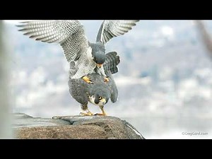 Peregrine Falcons copulating - New Jersey
