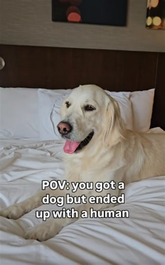 Does your dog act more human than most humans? | Funny dog moments