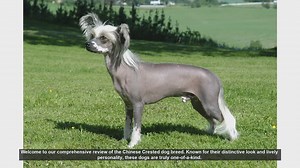 Chinese Crested Dog Breed Review: Hairless vs. Powderpuff
