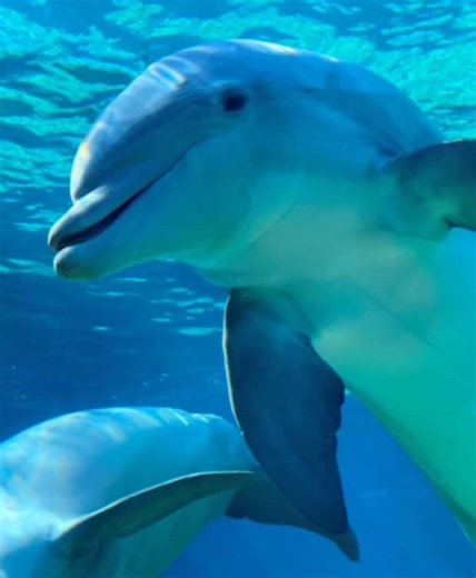 (GUYS THIS ISN’T MY AUDIO 😭😭😭) Important Note: I am not hating on or slandering any of these animals in any way! I did this mostly based off of their appearances, and I did not intend for most of the fish to be homophobic. I apologize if I offended any fish lovers 🥲 #comingout #seaanimals #marinebiology #lgbtqia #marineanimals