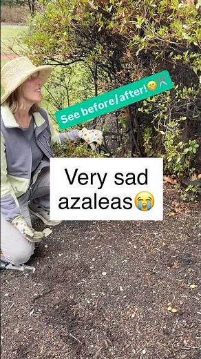 How To Prune Overgrown And Unhealthy Azaleas