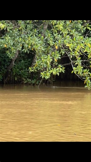 5.4M views · 54K reactions | Experience Crocodile ,Bird Watching &...