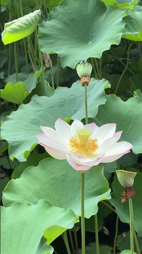 【絶景】ハスの花♪朝しか見られないその姿！鶴舞公園で満開🪷 #shorts #名古屋
