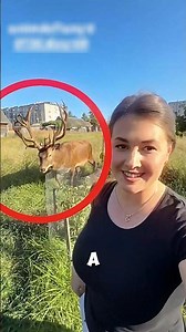 Unexpected Friendship with a Wild Deer 🦌🍎 #deer